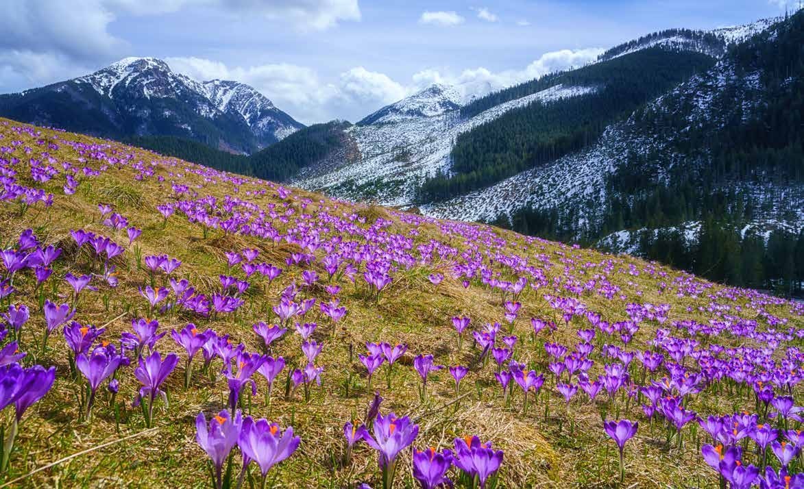 A mountain valley covered in purple alpine flowers